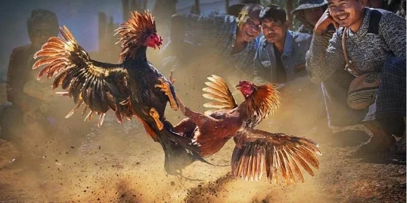 Người chơi tìm hiểu đôi nét về đá gà Campuchia